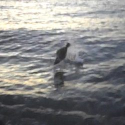 ヒラメが釣れました！